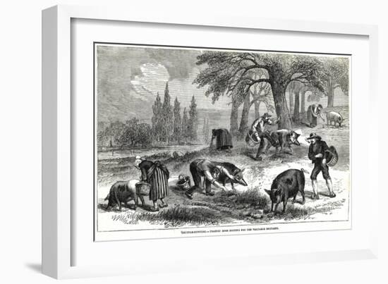 Illustration of Pigs Truffle Hunting-null-Framed Giclee Print