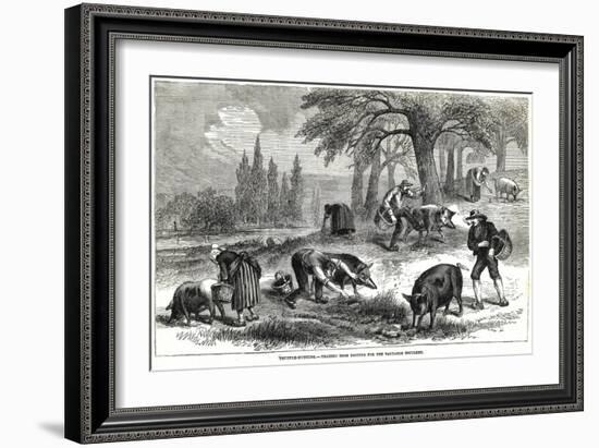 Illustration of Pigs Truffle Hunting-null-Framed Giclee Print