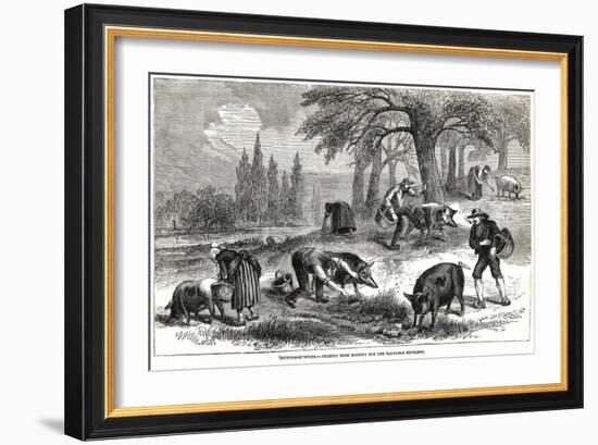 Illustration of Pigs Truffle Hunting-null-Framed Giclee Print