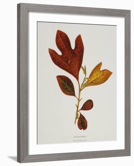 Illustration of Sassafras Leaves-Bettmann-Framed Giclee Print