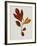 Illustration of Sassafras Leaves-Bettmann-Framed Giclee Print