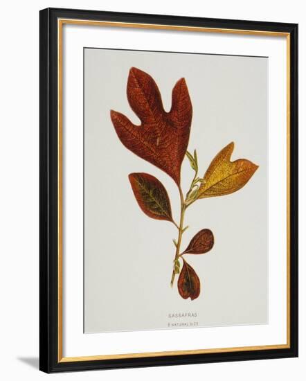 Illustration of Sassafras Leaves-Bettmann-Framed Giclee Print