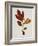 Illustration of Sassafras Leaves-Bettmann-Framed Giclee Print