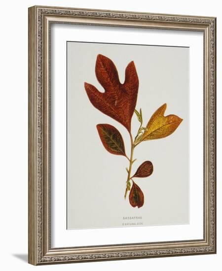 Illustration of Sassafras Leaves-Bettmann-Framed Giclee Print