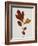 Illustration of Sassafras Leaves-Bettmann-Framed Giclee Print