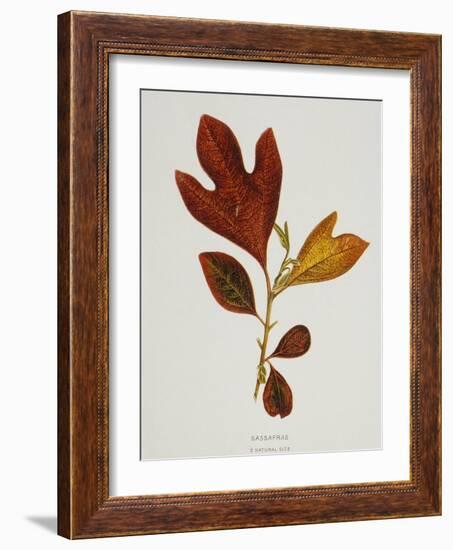 Illustration of Sassafras Leaves-Bettmann-Framed Giclee Print