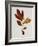 Illustration of Sassafras Leaves-Bettmann-Framed Giclee Print