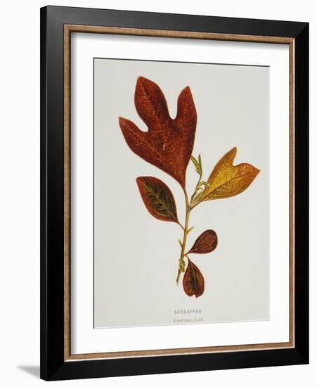 Illustration of Sassafras Leaves-Bettmann-Framed Giclee Print