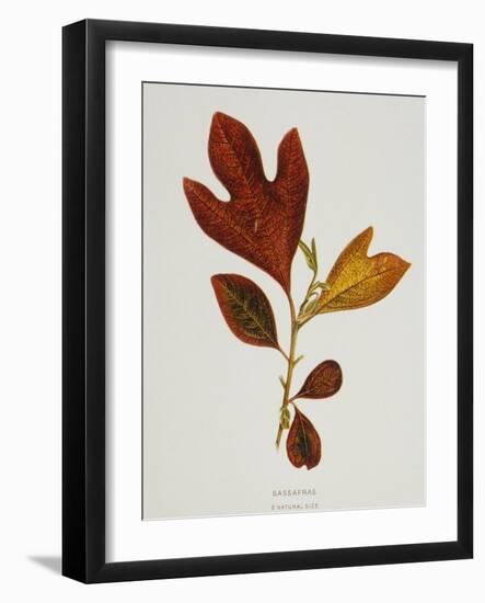 Illustration of Sassafras Leaves-Bettmann-Framed Giclee Print