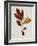 Illustration of Sassafras Leaves-Bettmann-Framed Giclee Print