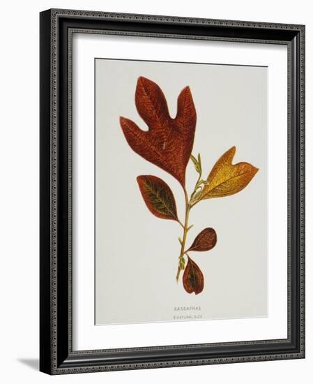 Illustration of Sassafras Leaves-Bettmann-Framed Giclee Print