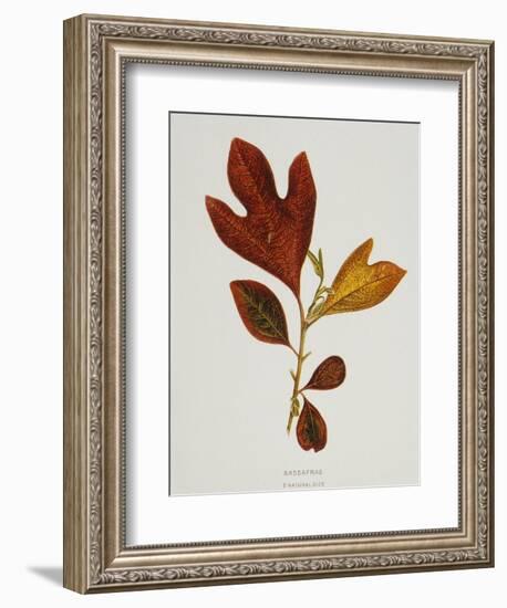 Illustration of Sassafras Leaves-Bettmann-Framed Giclee Print