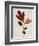 Illustration of Sassafras Leaves-Bettmann-Framed Giclee Print