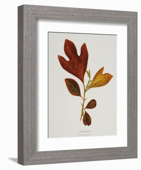 Illustration of Sassafras Leaves-Bettmann-Framed Giclee Print