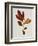 Illustration of Sassafras Leaves-Bettmann-Framed Giclee Print