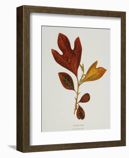 Illustration of Sassafras Leaves-Bettmann-Framed Giclee Print