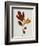 Illustration of Sassafras Leaves-Bettmann-Framed Giclee Print