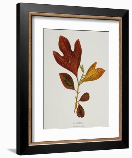 Illustration of Sassafras Leaves-Bettmann-Framed Giclee Print