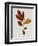 Illustration of Sassafras Leaves-Bettmann-Framed Giclee Print