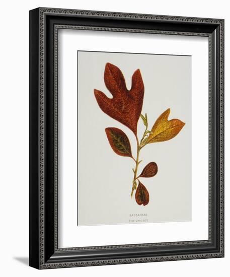 Illustration of Sassafras Leaves-Bettmann-Framed Giclee Print