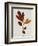 Illustration of Sassafras Leaves-Bettmann-Framed Giclee Print