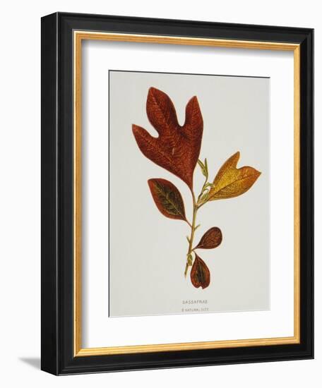 Illustration of Sassafras Leaves-Bettmann-Framed Giclee Print