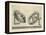 Illustration Of Sculpture-Wenzel Jamnitzer-Framed Premier Image Canvas