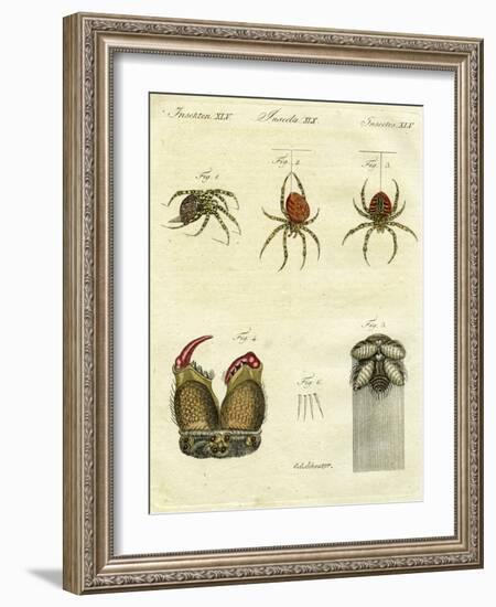 Illustration of Spiders, 1790-Jacob Xavier Schmuzer-Framed Giclee Print