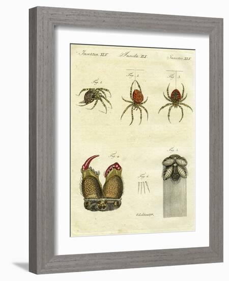 Illustration of Spiders, 1790-Jacob Xavier Schmuzer-Framed Giclee Print