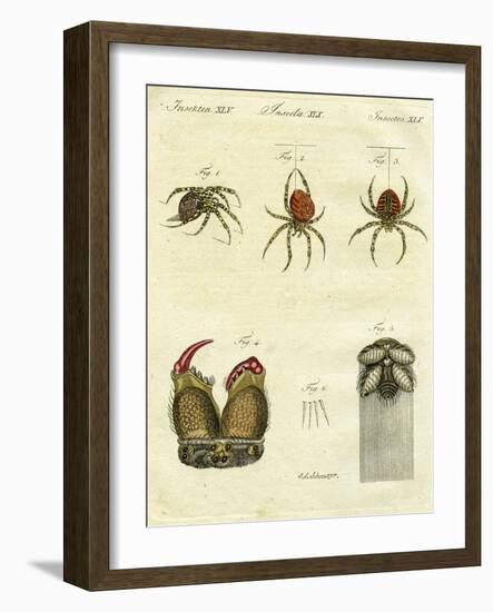 Illustration of Spiders, 1790-Jacob Xavier Schmuzer-Framed Giclee Print