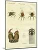 Illustration of Spiders, 1790-Jacob Xavier Schmuzer-Mounted Giclee Print