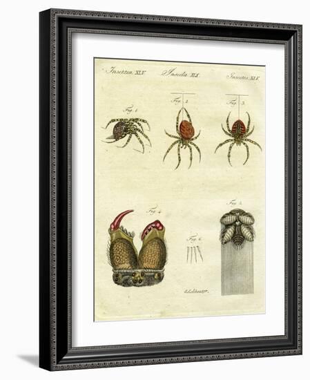 Illustration of Spiders, 1790-Jacob Xavier Schmuzer-Framed Giclee Print