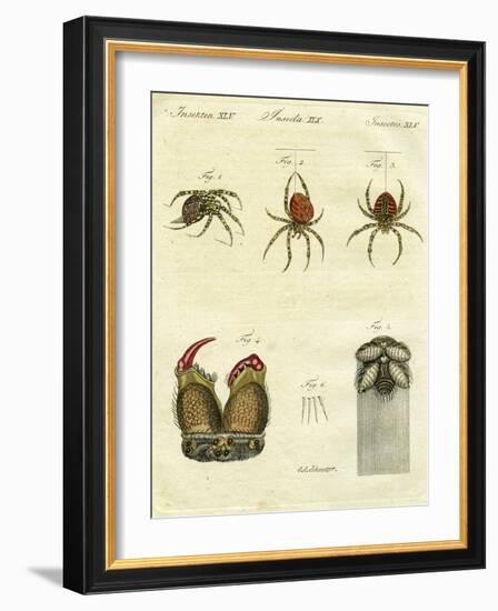 Illustration of Spiders, 1790-Jacob Xavier Schmuzer-Framed Giclee Print