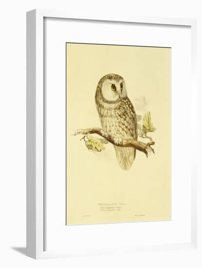 Illustration of Tengmalm's Owl-Edward Lear-Framed Giclee Print