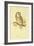 Illustration of Tengmalm's Owl-Edward Lear-Framed Giclee Print