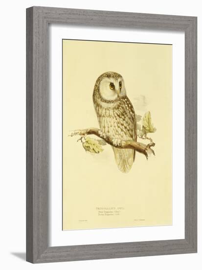 Illustration of Tengmalm's Owl-Edward Lear-Framed Giclee Print