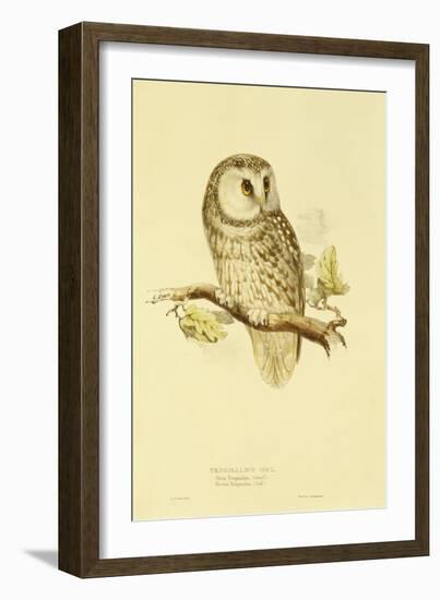 Illustration of Tengmalm's Owl-Edward Lear-Framed Giclee Print