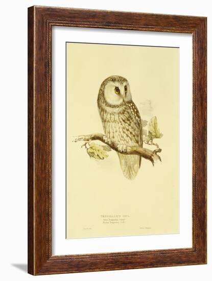 Illustration of Tengmalm's Owl-Edward Lear-Framed Giclee Print