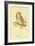 Illustration of Tengmalm's Owl-Edward Lear-Framed Giclee Print