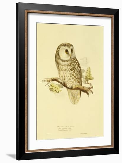 Illustration of Tengmalm's Owl-Edward Lear-Framed Giclee Print