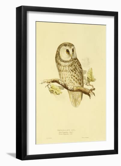 Illustration of Tengmalm's Owl-Edward Lear-Framed Giclee Print