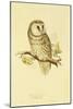 Illustration of Tengmalm's Owl-Edward Lear-Mounted Giclee Print