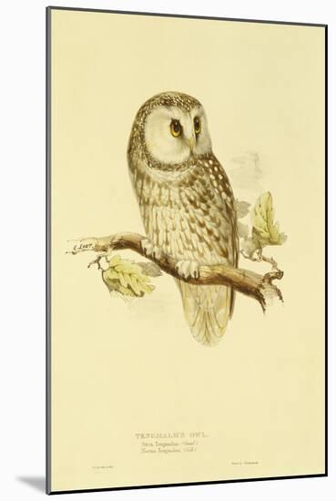 Illustration of Tengmalm's Owl-Edward Lear-Mounted Giclee Print