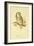 Illustration of Tengmalm's Owl-Edward Lear-Framed Giclee Print