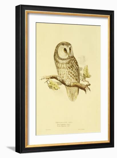 Illustration of Tengmalm's Owl-Edward Lear-Framed Giclee Print