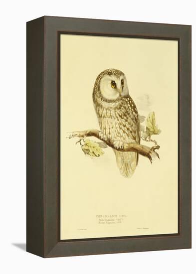 Illustration of Tengmalm's Owl-Edward Lear-Framed Premier Image Canvas