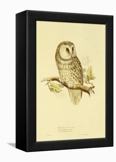 Illustration of Tengmalm's Owl-Edward Lear-Framed Premier Image Canvas