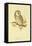 Illustration of Tengmalm's Owl-Edward Lear-Framed Premier Image Canvas