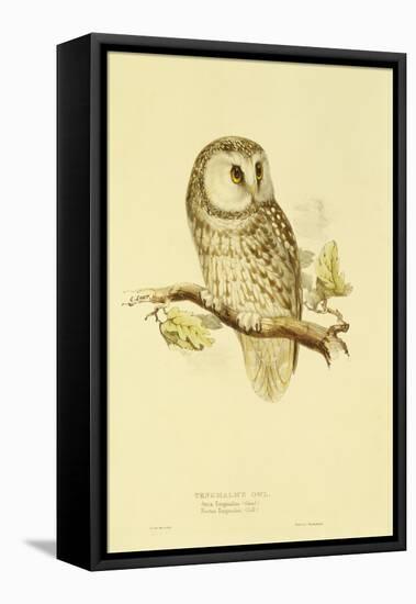 Illustration of Tengmalm's Owl-Edward Lear-Framed Premier Image Canvas