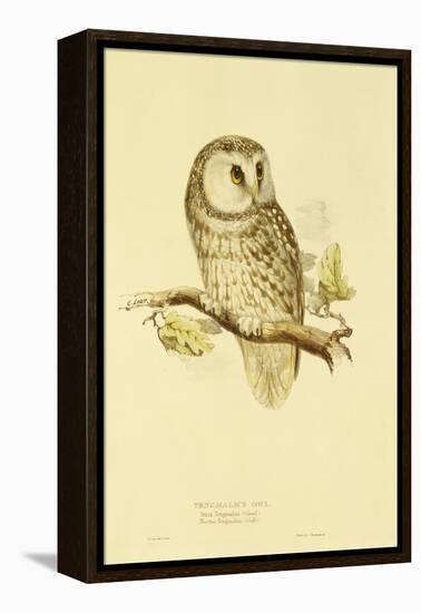 Illustration of Tengmalm's Owl-Edward Lear-Framed Premier Image Canvas